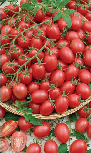 Томат ЧЕРРИ КРАСНЫЙ СЛИВОВИДНЫЙ &mdash; Более 30 сладких сливок в кисти!