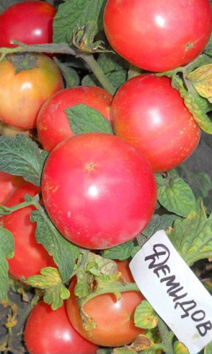 Томат ДЕМИДОВ &mdash; Отличная завязываемость при колебании температуры! Безумно сладкий!