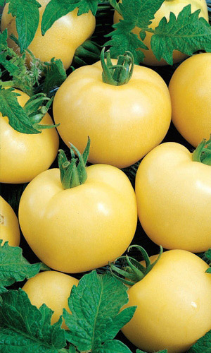 Томат ДОЛГОХРАНЯЩИЙСЯ &mdash; Хранится до Нового года! Устойчив к болезням! Не растрескивается!