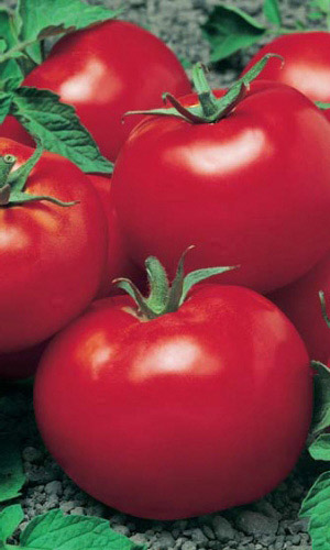 Томат ДЖИНА &mdash; Голландский сорт! Низкорослый малыш для открытого грунта! Крупноплодный! Хорош и в салат и в засол!