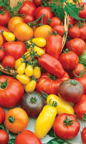 Томат ФАНТАЗИЯ &mdash; Яркая смесь самых урожайных сортов!