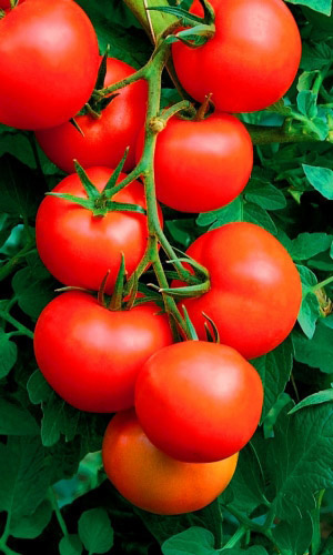 Томат ФЛАЖОК