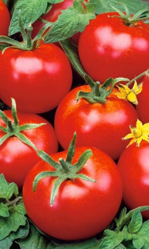 Томат ГЕРКУЛЕС