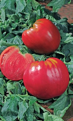 Томат ГИГАНТО РОССА