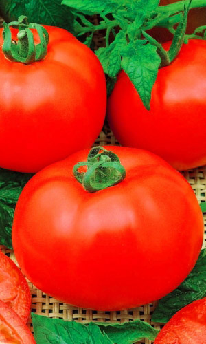 Томат ИСПОЛИН — Супер крупный! Популярный! Неприхотлив!