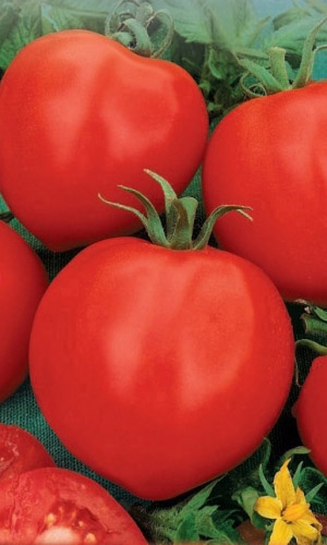 Томат КАНАРЫ &mdash; Сибирская селекция, отличный вкус, плоды гиганты до 800 г! Фантастическая урожайность!