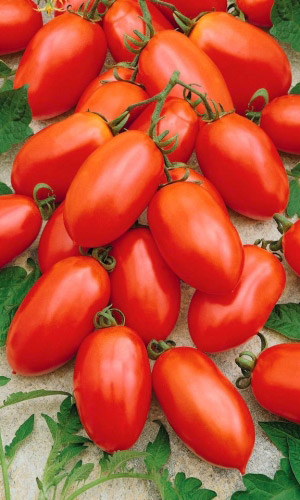 Томат КЛАВДИЯ &mdash; Очарует Вас своим урожаем и будет вам доброй, огородной подружкой! Вкус просто волшебный с насыщенным бархатистым послевкусием!