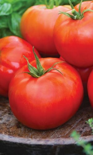 Томат КОРОЛЬ РАННИХ &mdash; Высокоурожайный! Крупноплодный! Необычайно сладкий!