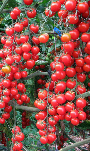 Томат ВИШНЯ КРАСНАЯ &mdash; Сверхурожай! Отлично подходит для цельноплодного консервирования кистями!