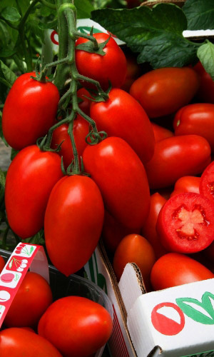 Томат КРАСНЫЙ МЕТЕОР