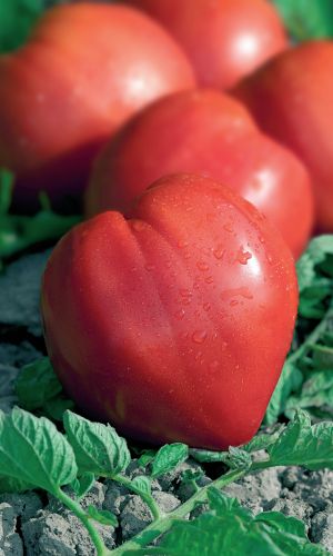 Томат КУДЫКИНА ГОРА — Районирован на Урале и в Сибири! Плоды мясистые, малосемянные! Достаточно устойчив к заболеваниям!