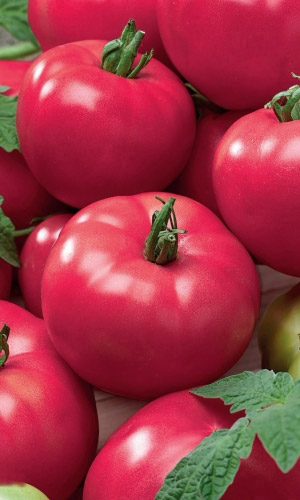 Томат МАЛИНКА &mdash; Нежная, зернистая мякоть с ярким ароматом! Прост в уходе! Обильное плодоношение! Для вкуснейших салатов и заготовок!