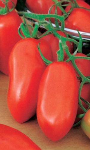 Томат МАТАДОР &mdash; Для цельноплодного консервирования!