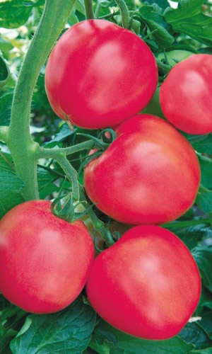 Томат МЕДОВЫЙ МАЛИНОВЫЙ