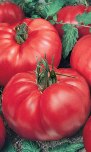 Томат ЛАПА МЕДВЕДЯ &mdash; Мощный с увесистыми плодами! Мякоть сахаристая с отменным вкусом! Рекордная урожайность!