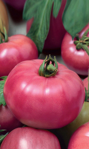 Томат МИКАДО РОЗОВЫЙ &mdash; Суперурожайный! Крупноплодный, массой до 1 кг! Очень сладкий!