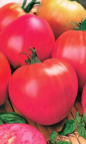 Томат МИШКА КОСОЛАПЫЙ розовый