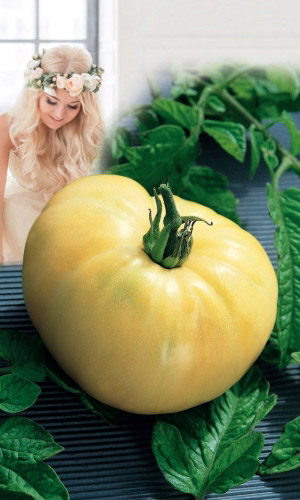 Томат НЕВЕСТА &mdash; Редкий, коллекционный сорт! Красивый и вкусный, как десерт! Укрепляет кровеносные сосуды!