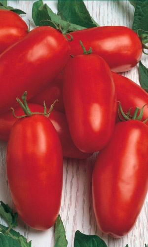 Томат НОВИЧОК