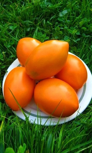 Томат ОЛЕСЯ