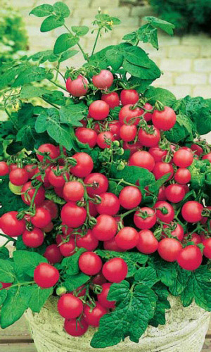 Томат ПИНОККИО &mdash; Маленькие кустики сплошь усыпаны сладкими крошками- томатами!