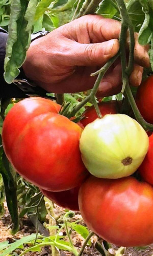 Томат ПОДАРОЧНЫЙ (большой пакет) &mdash; Семян в 5 раз больше, чем в обычном пакете! Настоящий подарок для садоводов Урала и Сибири! Завязывает большое количество плодов и в жару и в холод! Сладкий, вкусный, не трескается!