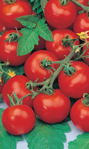 Томат ПРОФЕССИОНАЛ F1