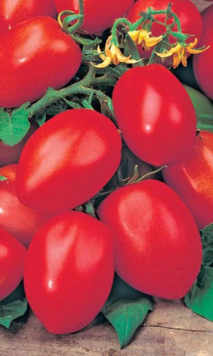 Томат РАКЕТА