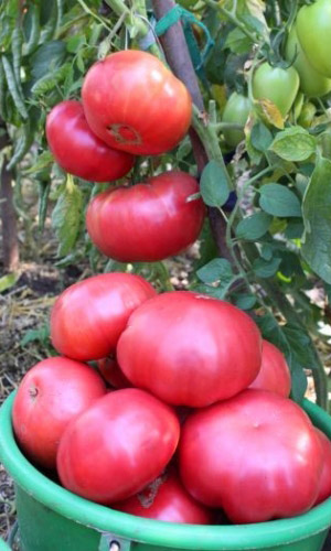 Томат РОЗОВЫЙ МЯСИСТЫЙ