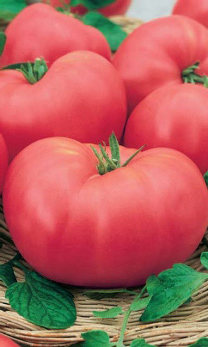 Томат РОЗОВЫЙ СЛОН