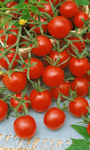 Томат РУССКИЙ ДЕЛИКАТЕС ЧЕРРИ &mdash; Очень урожайный! Самый сладкий! Подходит для уборки кистями!