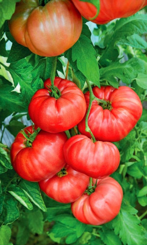 Томат САХАРНАЯ ГОЛОВА &mdash; Салатный сорт Челябинской селекции! Плоды мясистые, безумно сладкие, тяжеловесные, массой до 1,5 кг!