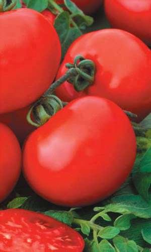 Томат САНЬКА &mdash; Ультраранний! Мясистый! Любимец семьи! Не требует особого ухода! Гарантированная урожайность в любое лето!