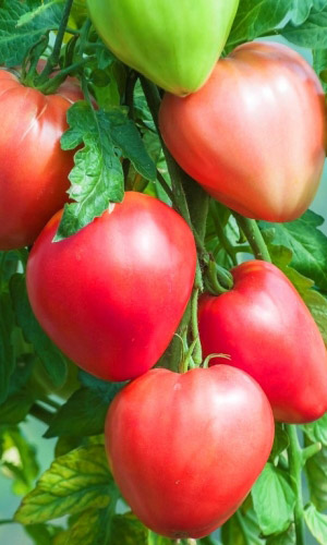 Томат СЕРДЦЕ ОРЛА &mdash; Очень ранний! Изумительно вкусный! Высокая урожайность!