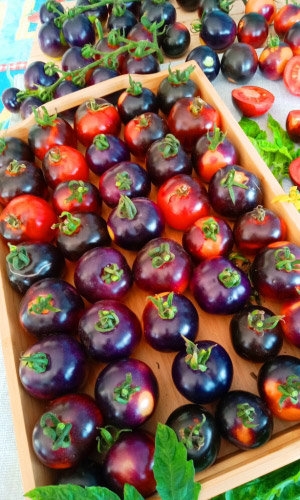 Томат ШАХТЁР F1 &mdash; Переносит заморозки до -3°C! Плоды переливаются цветами как горящие угольки! Мякоть вишнёво-красная, сладкая, тающая во рту! Сильный фруктовый аромат! Устойчив к фитофторе!