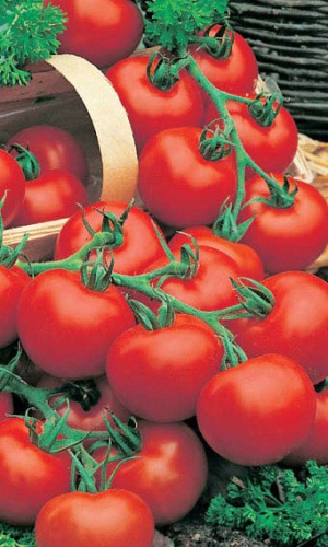 Томат СИБИРСКИЙ СКОРОСПЕЛЫЙ