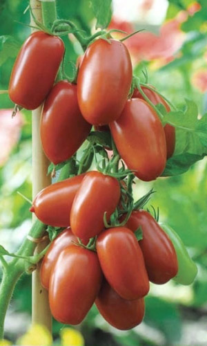 Томат СЛИВА ЧЁРНАЯ