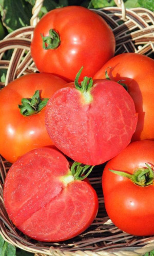 Томат СОЮЗ 8 F1 &mdash; Дружная отдача раннего урожая даже в неблагоприятное лето! Суперзасолка!