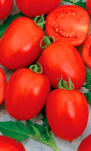 Томат ТАЛИСМАН &mdash; Настоящий талисман ваших грядок! Устойчив к вершинной гнили! Для цельноплодного консервирования!