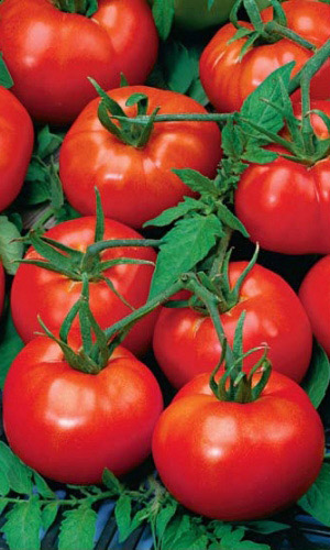 Томат ТРАНС КИНГ F1 &mdash; Высокопродуктивный профессиональный гибрид! Превосходный вкус!