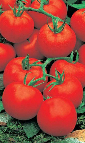 Томат УЛЬТРАСКОРОСПЕЛЫЙ &mdash; Суперранний и супернеприхотливый сорт!