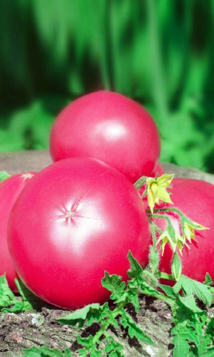 Томат ВИКТОРИЯ F1 &mdash; Стабильно урожайный! Высокая устойчивость к болезням! До 10 кг вкусных плодов с куста!