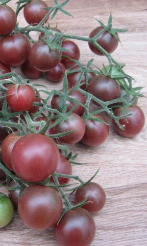 Томат ВИШНЯ ЧЁРНАЯ &mdash; Исключительная урожайность! Необычный цвет! Уникальные вкусовые качества!