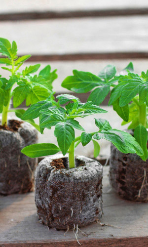 ТОРФЯНЫЕ ТАБЛЕТКИ комплект d-24 mm х 20 шт.