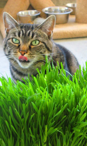 Трава ДЛЯ КОШЕК