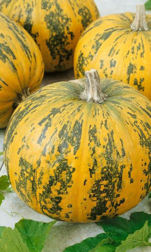 Тыква МУСКАТНАЯ