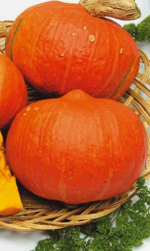 Тыква САНЬКИНА ЛЮБОВЬ