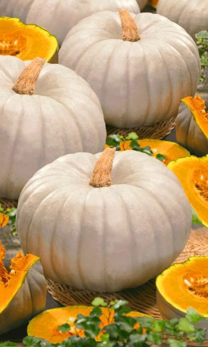 Тыква СЛАДКАЯ ПЫШКА