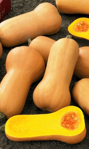 Тыква ЮБИЛЕЙНАЯ-70