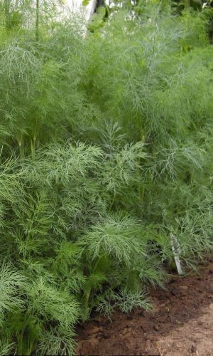 Укроп БЫСТРООТРАСТАЮЩИЙ